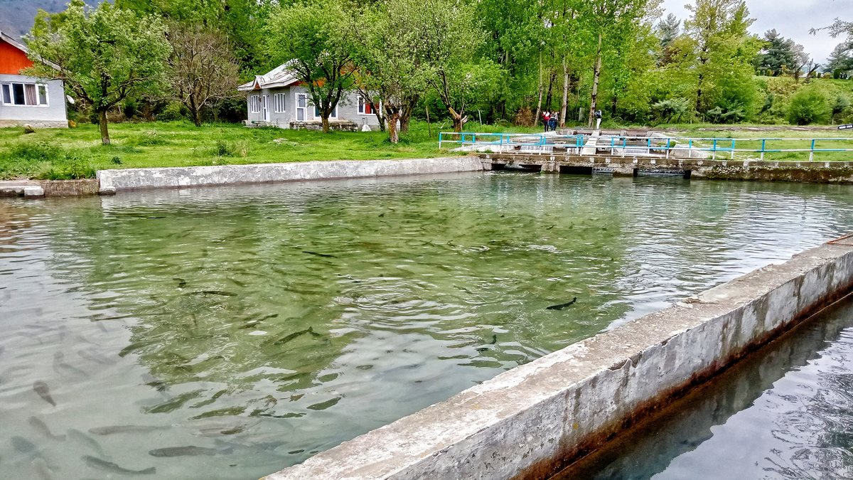 Trout raceways at a fish farm in Kokernag, Kashmir