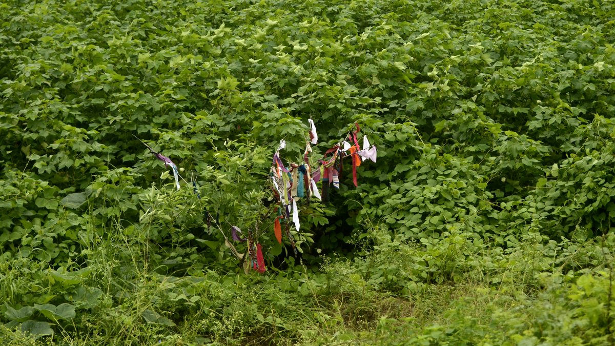 Cotton field in Sathanur, Perambalur