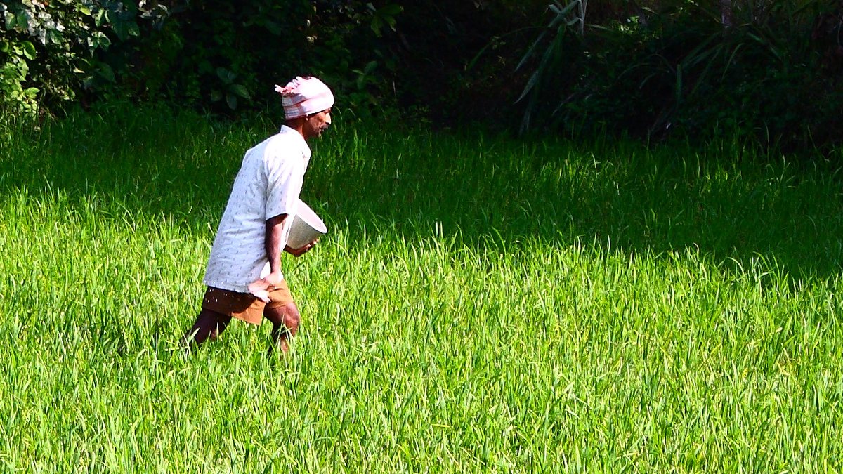Indian farmer spreading fertiliser across a crop field