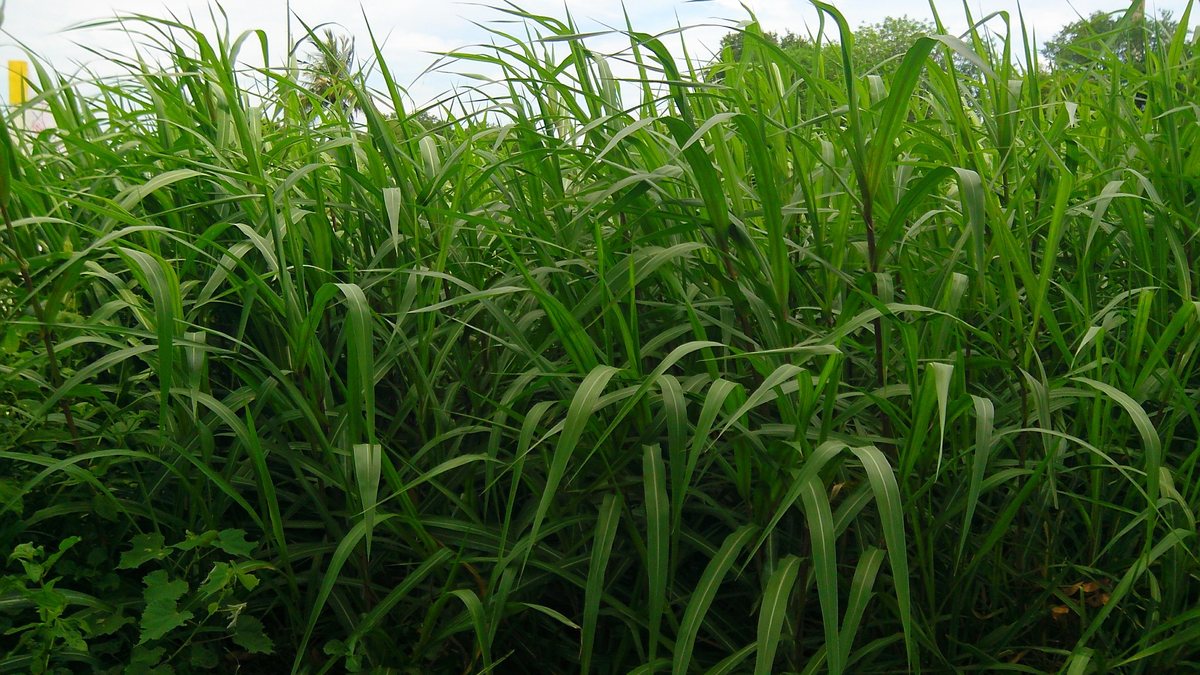 Sugarcane field in Kachirapalayam